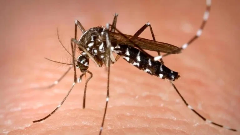 Caso di febbre Dengue a Civita d’Antino