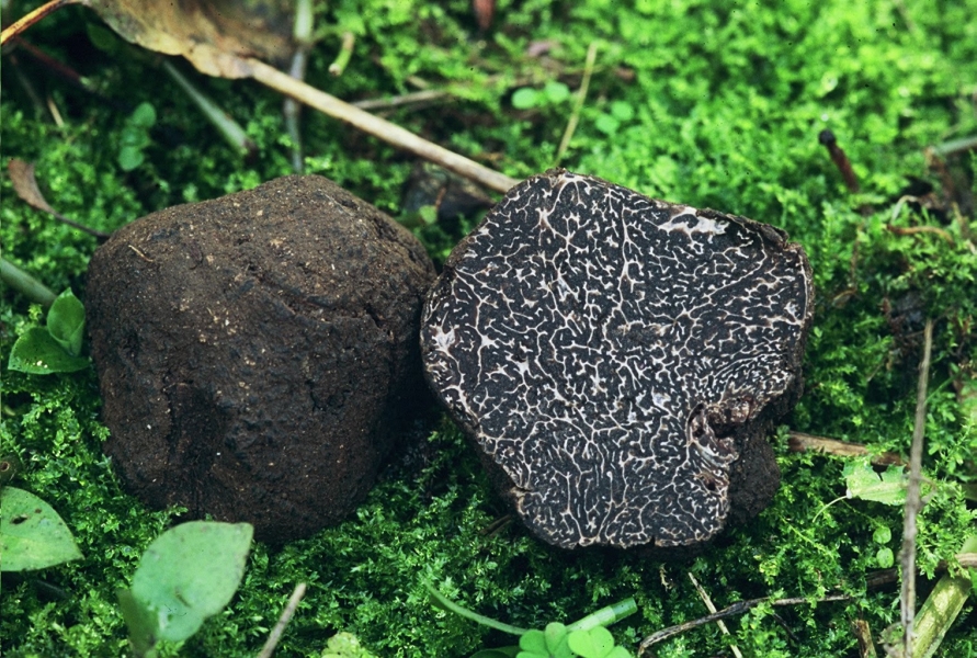 UNIVERSITA’ DELL’AQUILA, TARTUFO NERO PREGIATO COME “DROGA” REGALA BENESSERE E MODULA L’UMORE