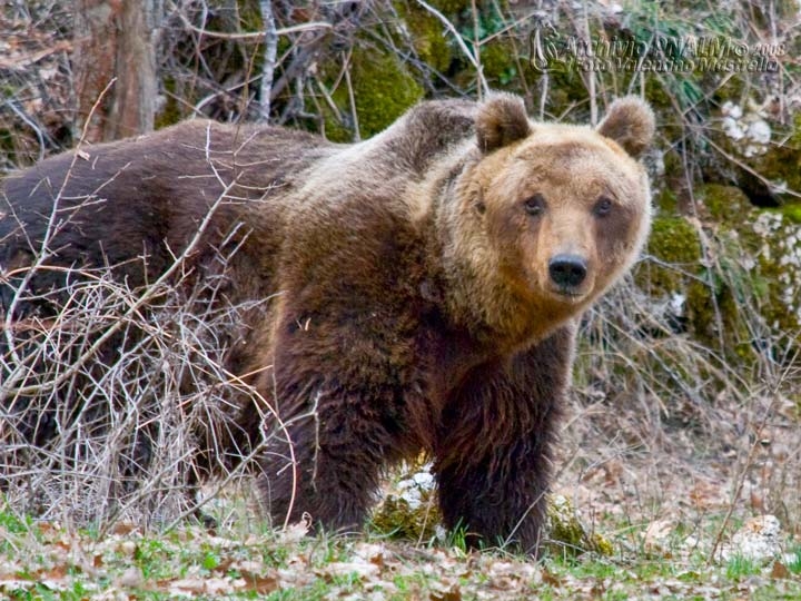 Incursione di un orso bruno a Scanno, strage di capre e galline