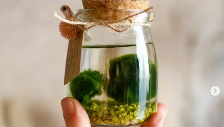 Il marimo giapponese - aquilatv.it - 20251027