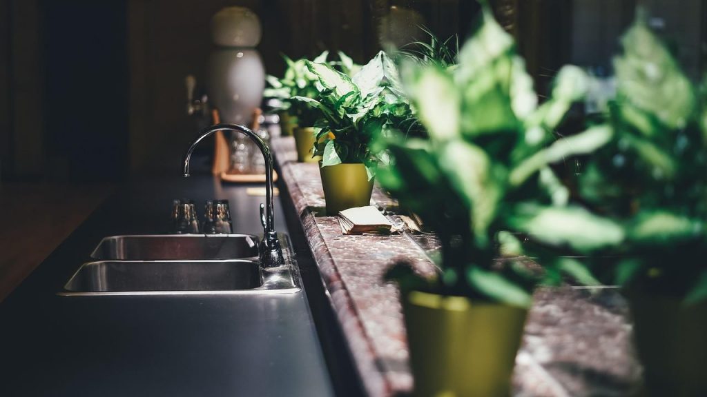 Lidl lancia la promozione sulla pianta giapponese - aquilatv.it - 20251027