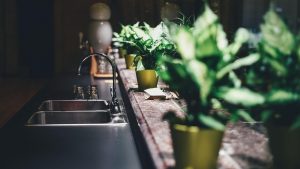 Lidl lancia la promozione sulla pianta giapponese - aquilatv.it - 20251027