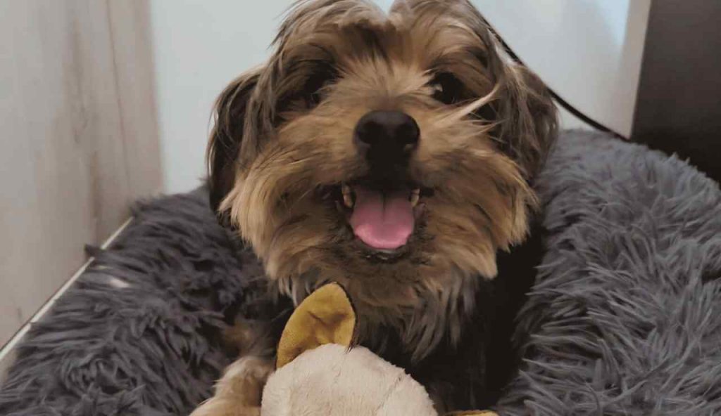 Ti danno 240 euro se hai un animale a casa - Acquilatv.it