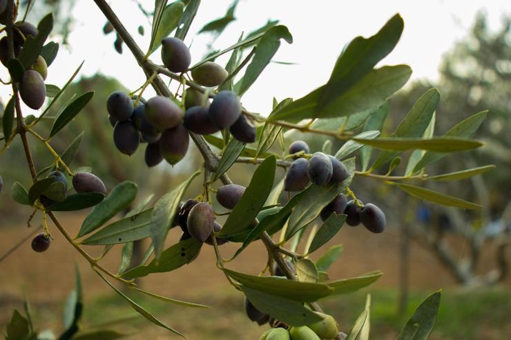 un ramo con olive