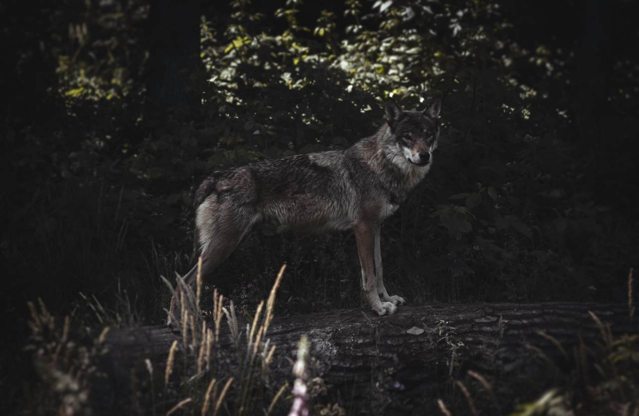 Un lupo tra i cortili di Tempera: animali domestici in pericolo